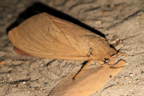 Ghost Moth (Abantiades hyalinatus) (Abantiades hyalinatus)